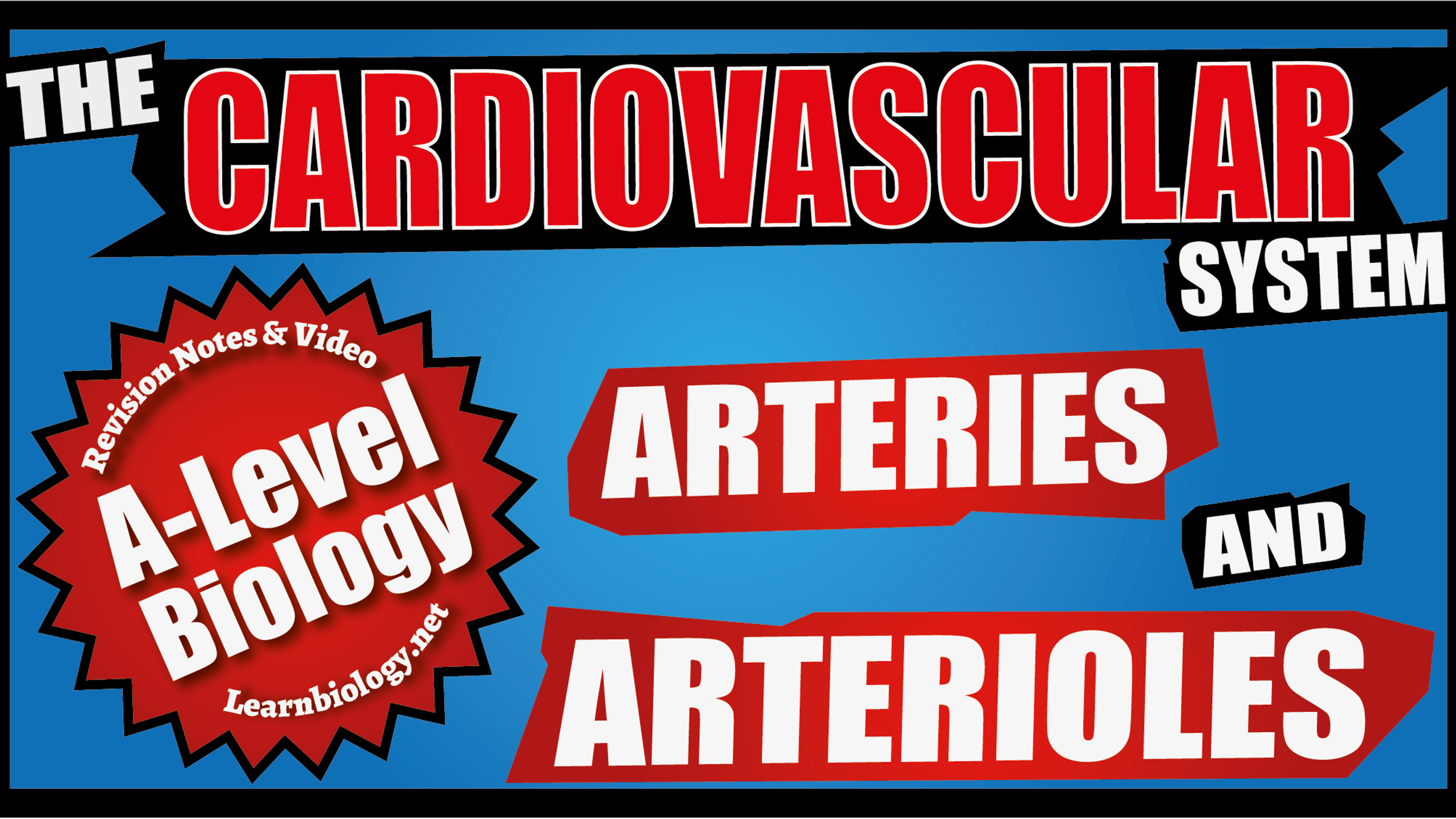 A Level Biology Arteries and Arterioles